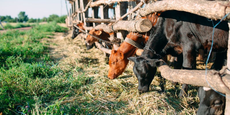 Brazil’s livestock industry achieved growth in Q3 2025