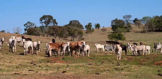 牛原皮：美国农业部（USDA）出口报告