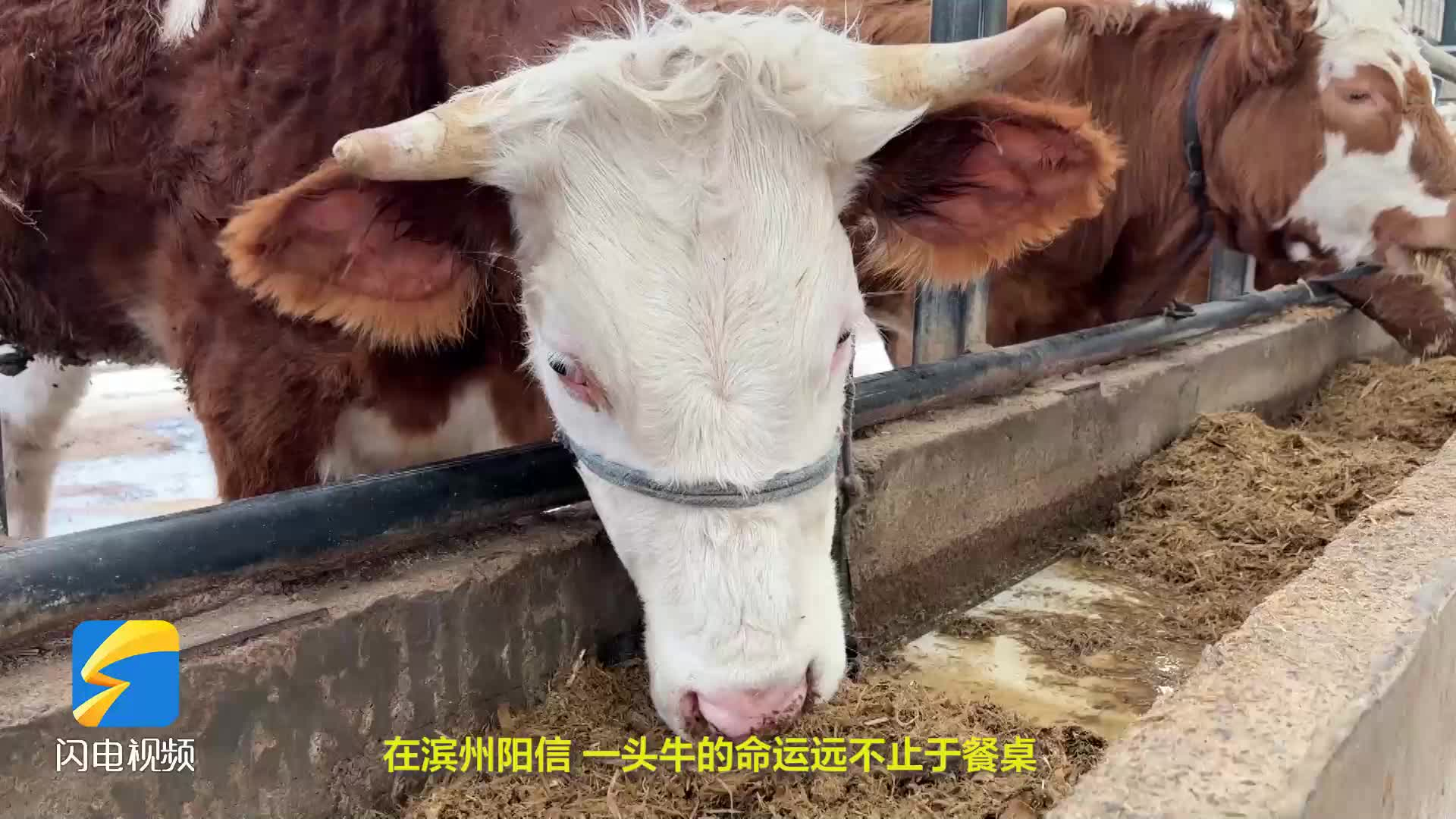 阳信“全牛链”：从皮革到骨雕 一头牛“吃干榨净”价值倍增