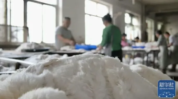 河北枣强：打造“大营皮草”特色名片